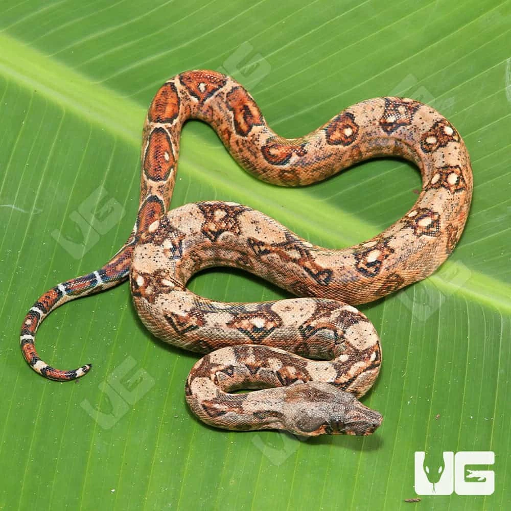 Female Hypo Mystique Pos Het Blood Gilbert T+ Boa #B32 - Image 3