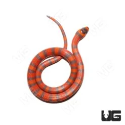 Baby Hypo Tangerine Het Albino Anery Honduran Milksnake