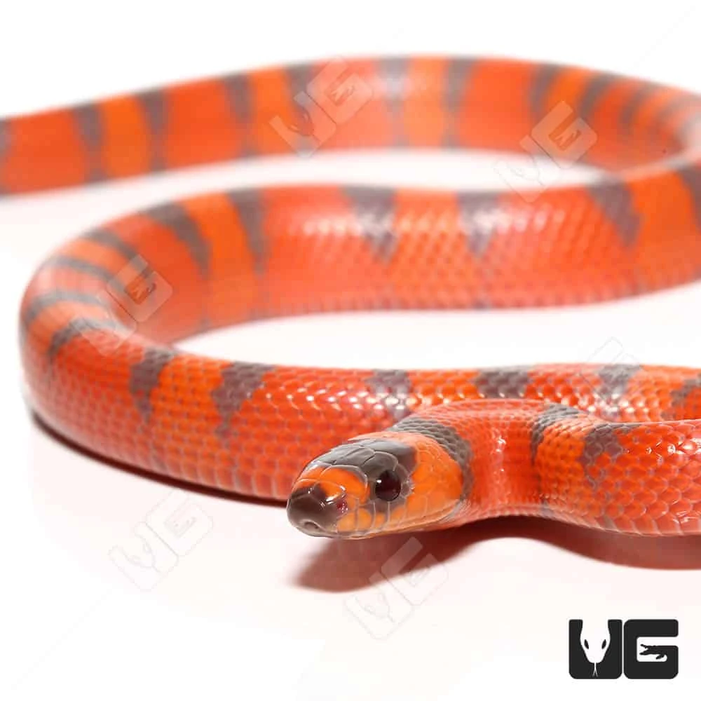 Baby Hypo Tangerine Het Albino Anery Honduran Milksnake - Image 2