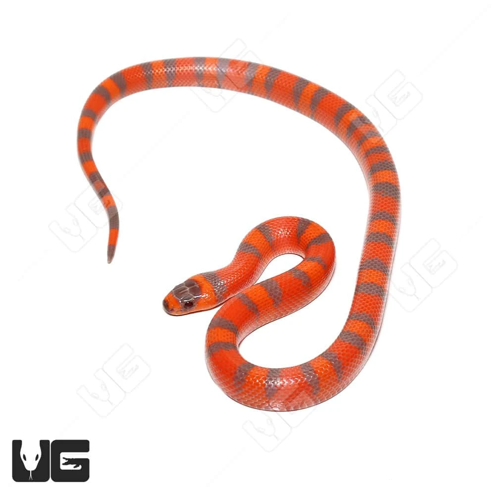 Baby Hypo Tangerine Het Albino Anery Honduran Milksnake - Image 4