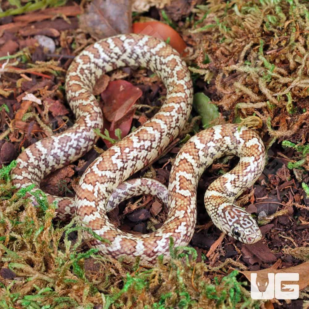 Hyperaxanthic Florida Kingsnake - Image 4