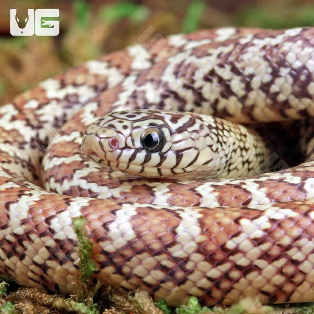 Hyperaxanthic Florida Kingsnake - Image 2