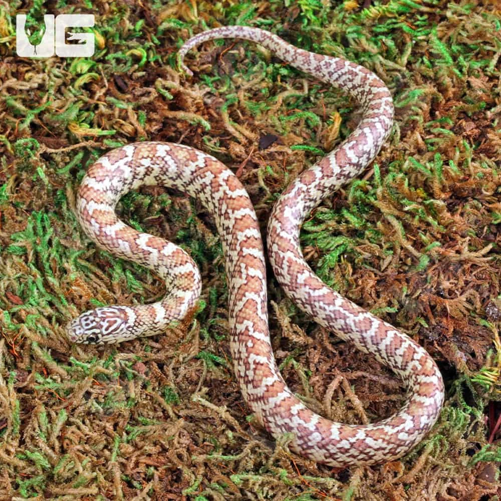 Hyperaxanthic Florida Kingsnake
