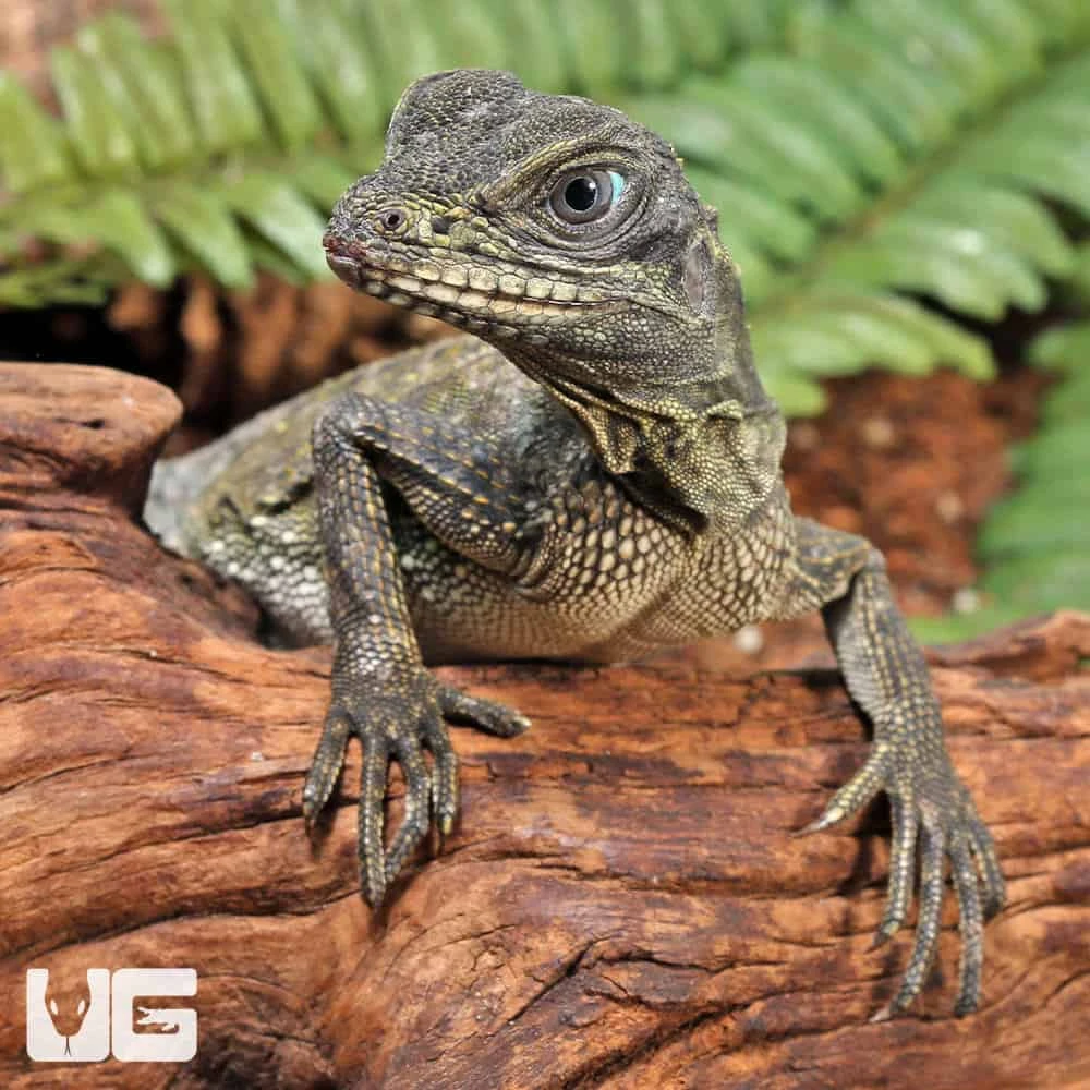 Baby Indonesian Giant Sailfin Dragon - Image 3