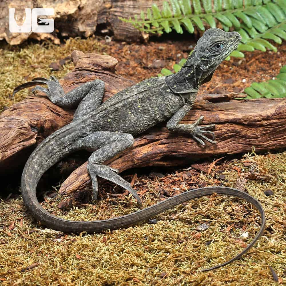 Baby Indonesian Giant Sailfin Dragon - Image 2