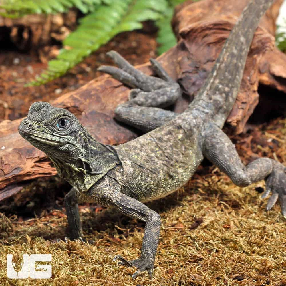 Baby Indonesian Giant Sailfin Dragon