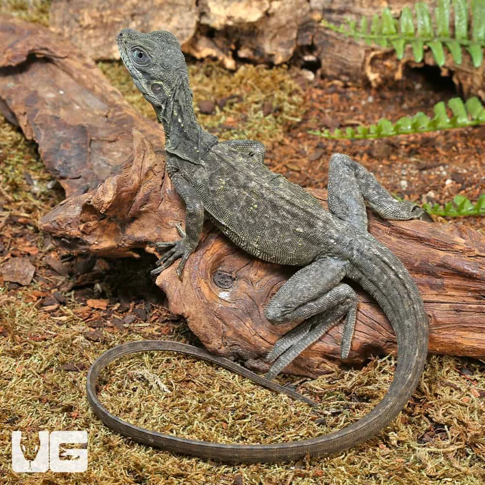 Baby Indonesian Giant Sailfin Dragon - Image 4