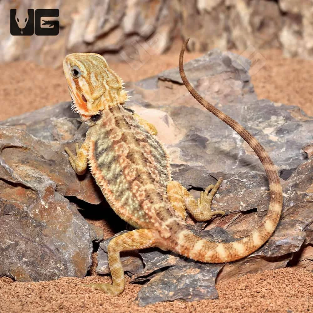 Inferno Translucent Bearded Dragon (10-12″)