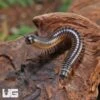 Ivory Millipede