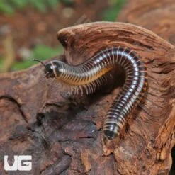 Ivory Millipede