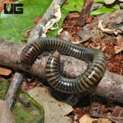 Jade Banded Millipede