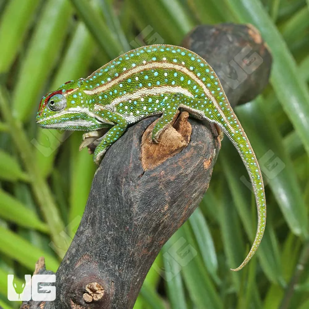 Jeweled Chameleon - Image 3