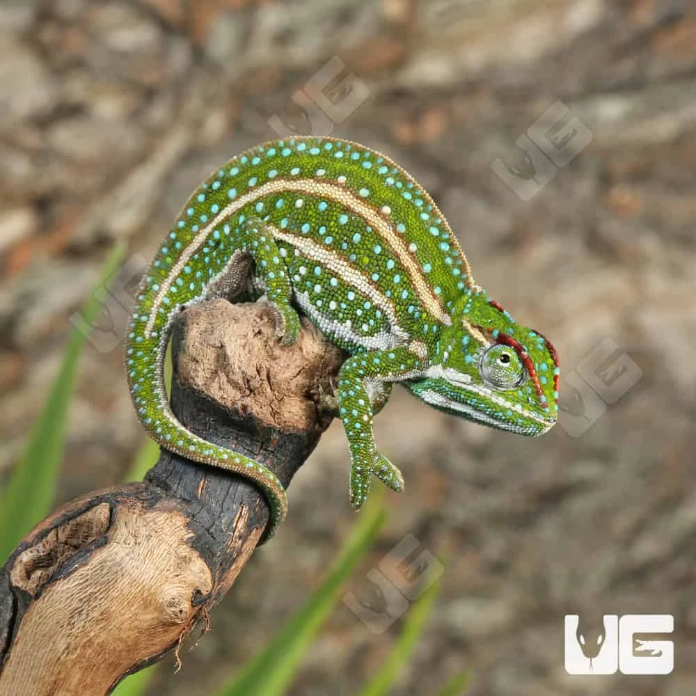 Jeweled Chameleon - Image 4