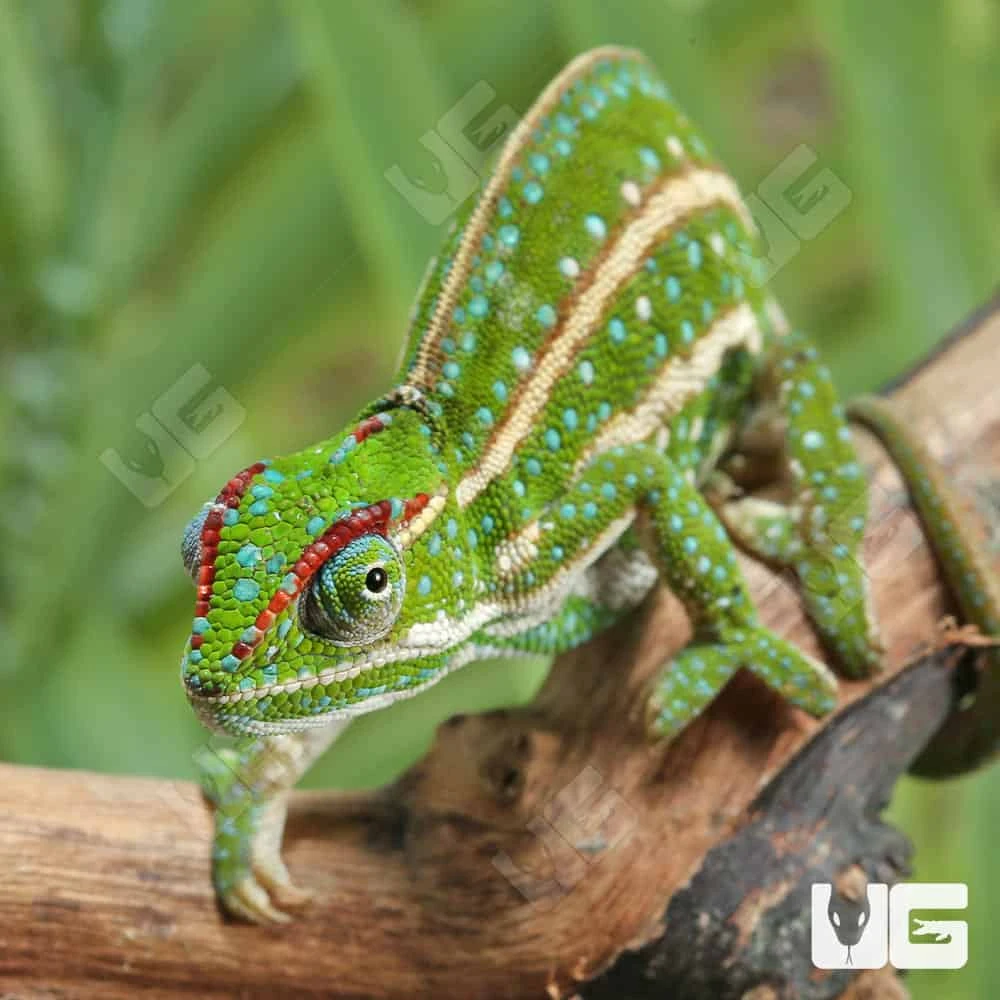 Jeweled Chameleon - Image 2