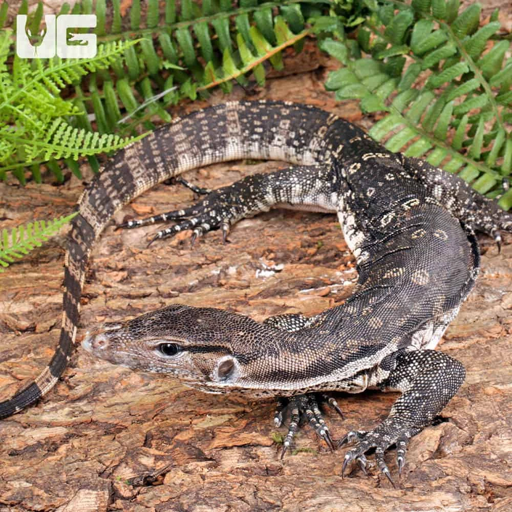 Juvenile Axanthic Water Monitor