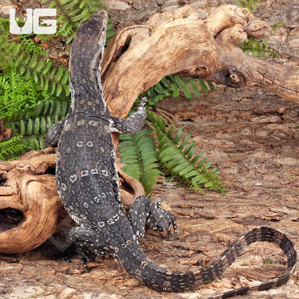 Juvenile Axanthic Water Monitor - Image 4