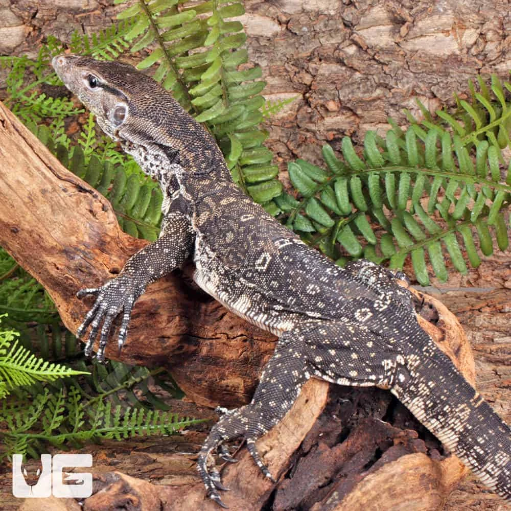 Juvenile Axanthic Water Monitor - Image 2