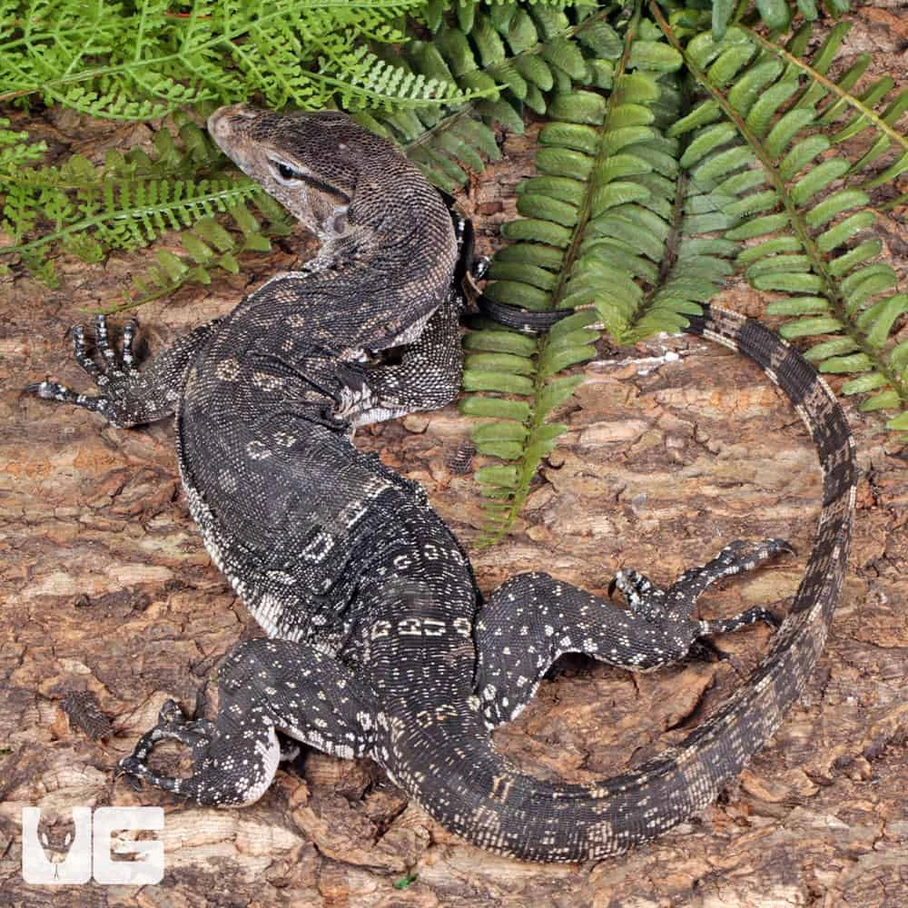 Juvenile Axanthic Water Monitor - Image 3