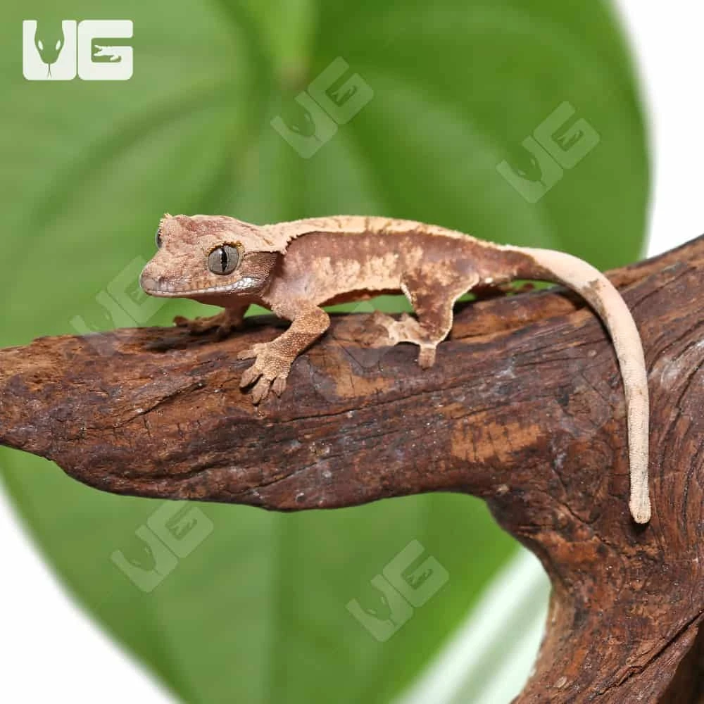 Juvenile Red Extreme Harlequin Crested Gecko #8 - Image 3