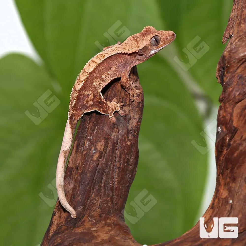 Juvenile Red Extreme Harlequin Crested Gecko #8