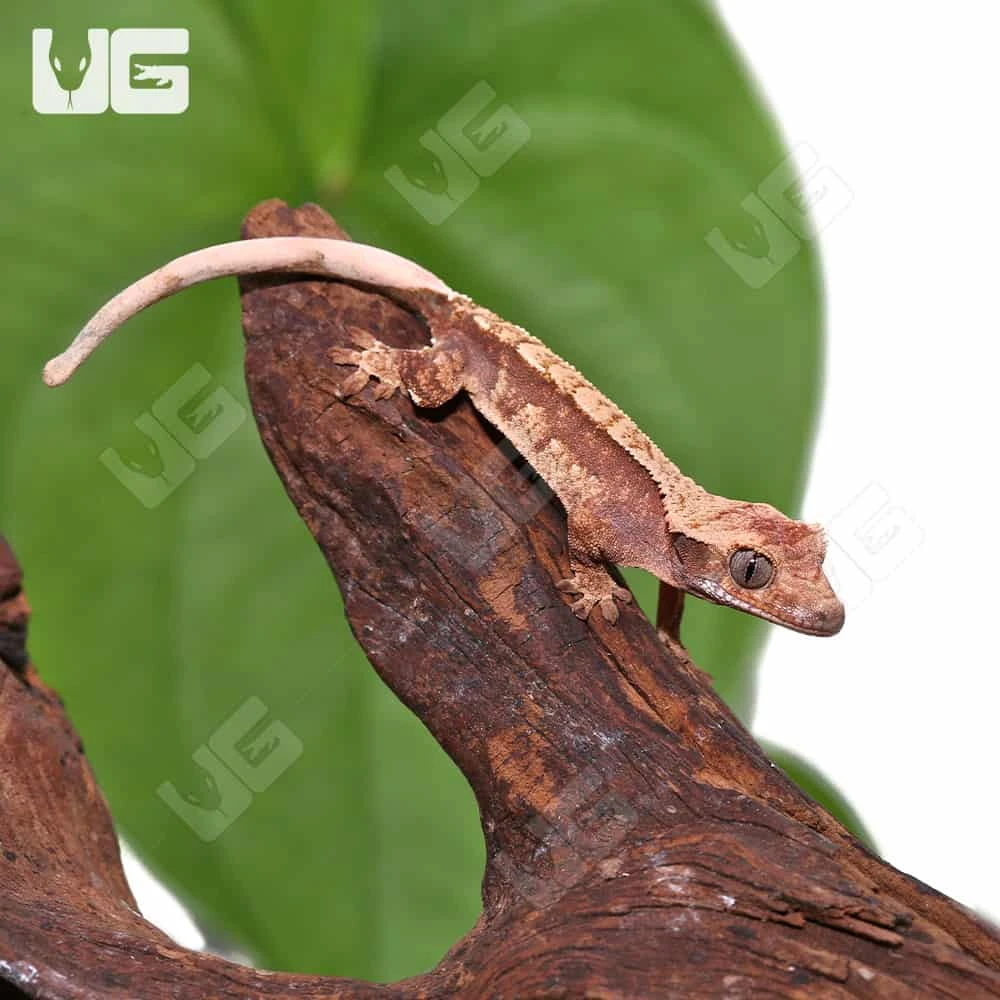 Juvenile Red Extreme Harlequin Crested Gecko #8 - Image 4