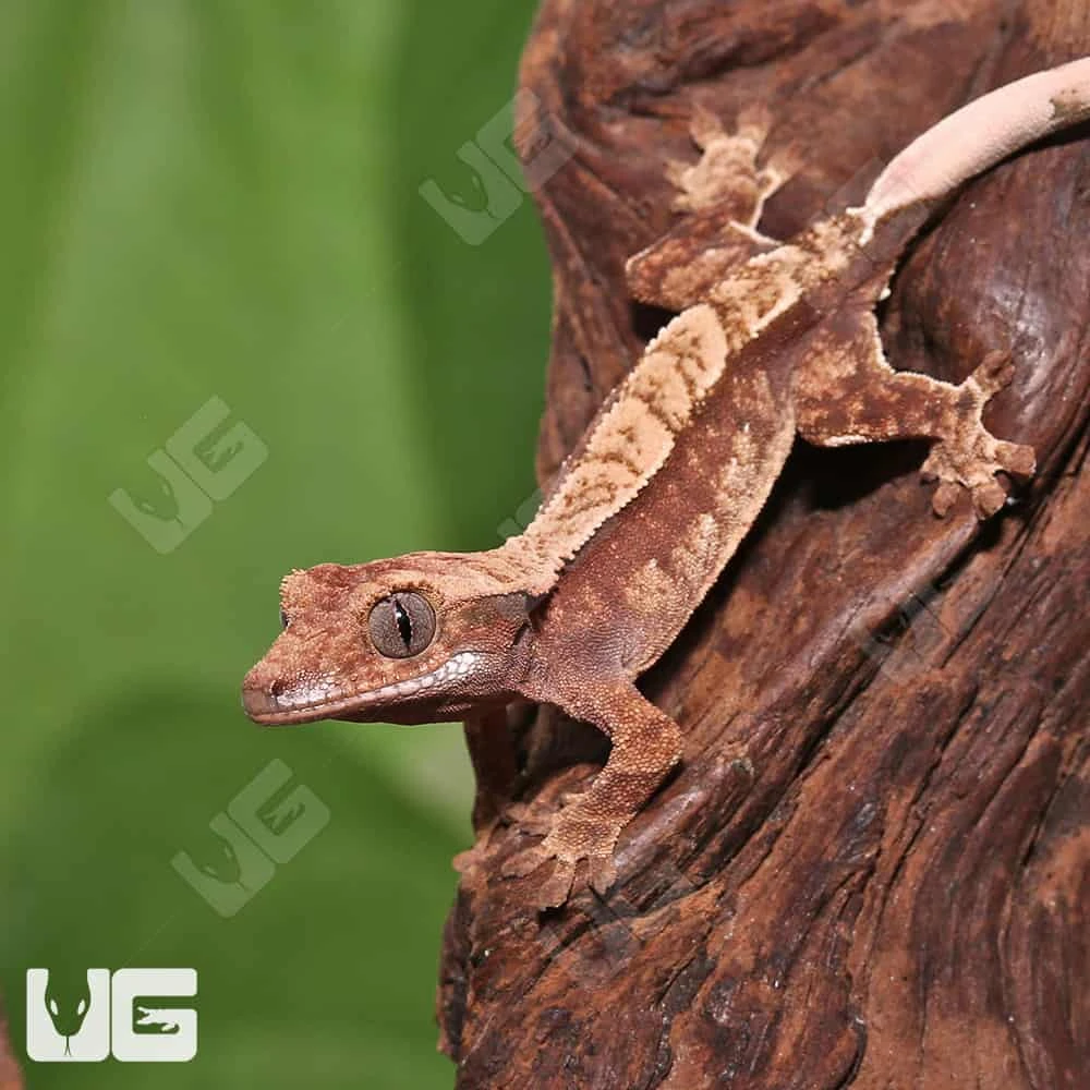 Juvenile Red Extreme Harlequin Crested Gecko #8 - Image 2