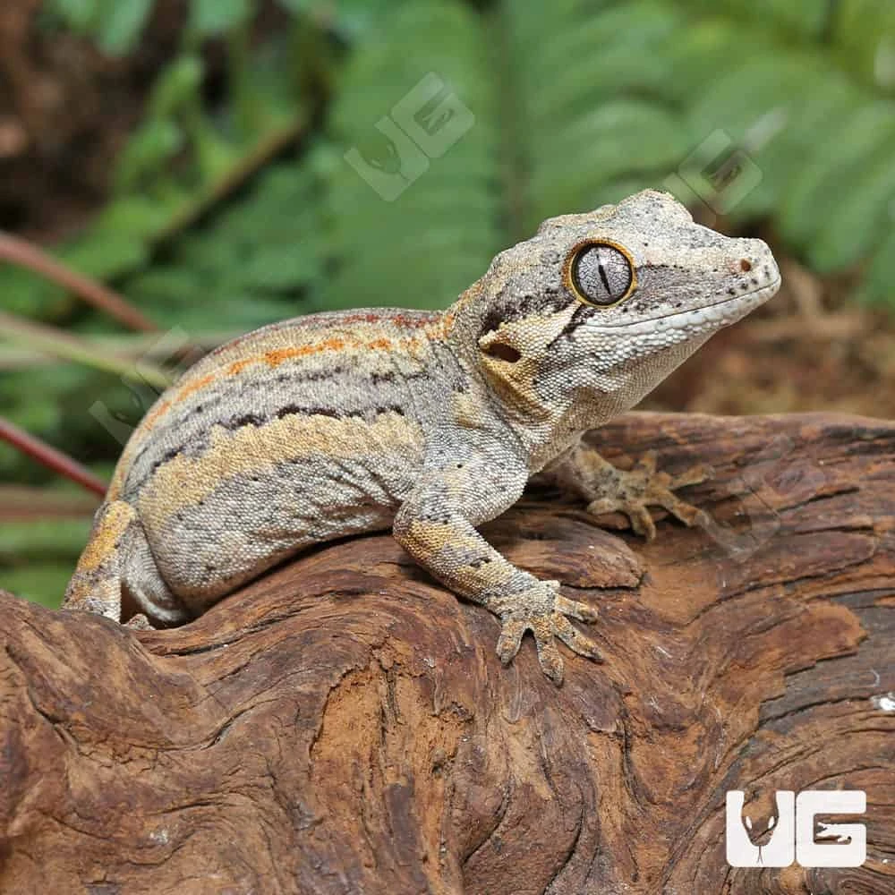 Baby High Contrast Striped Gargoyle Gecko - Image 2