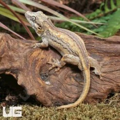 Baby High Contrast Striped Gargoyle Gecko