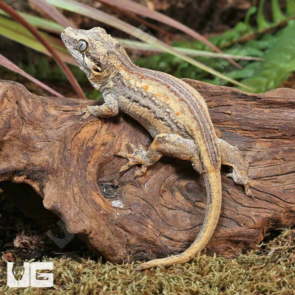 Baby High Contrast Striped Gargoyle Gecko