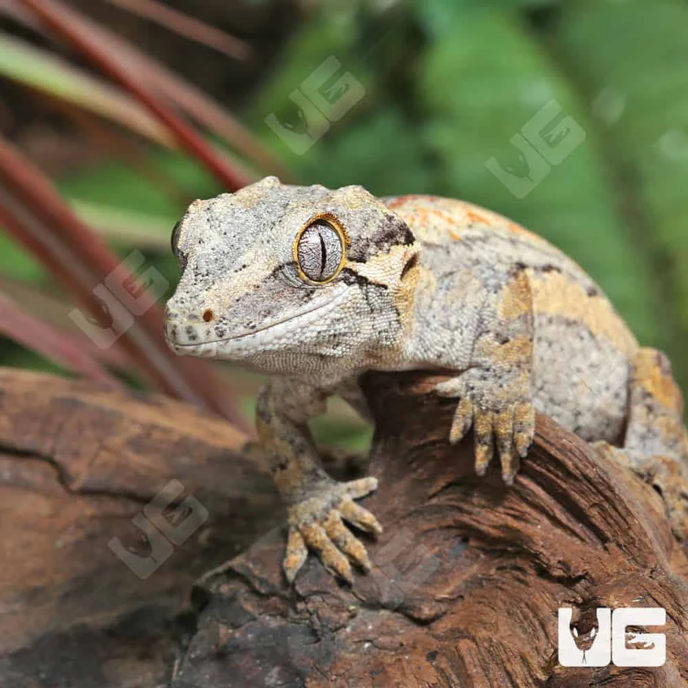 Baby High Contrast Striped Gargoyle Gecko - Image 4