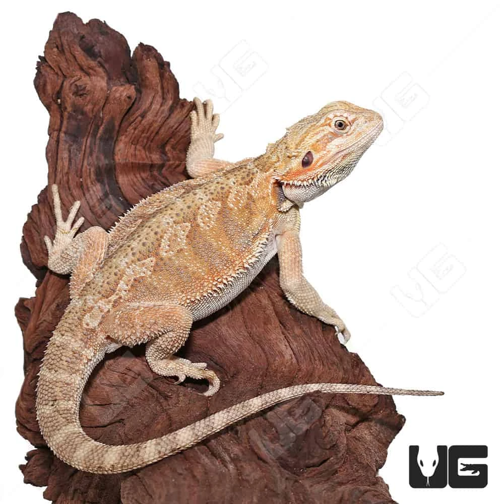 Male Juvenile Hypo Citrus Blue Bar Bearded Dragon - Image 4