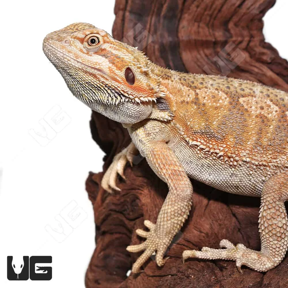 Male Juvenile Hypo Citrus Blue Bar Bearded Dragon - Image 2