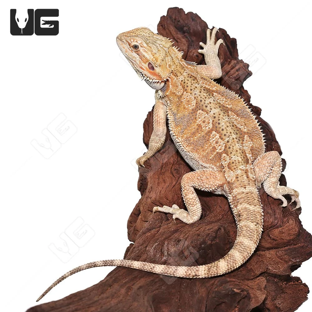 Male Juvenile Hypo Citrus Blue Bar Bearded Dragon