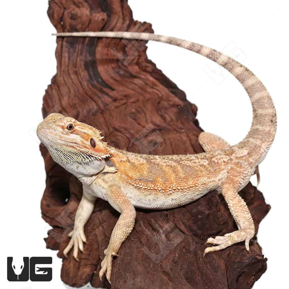 Male Juvenile Hypo Citrus Blue Bar Bearded Dragon - Image 3