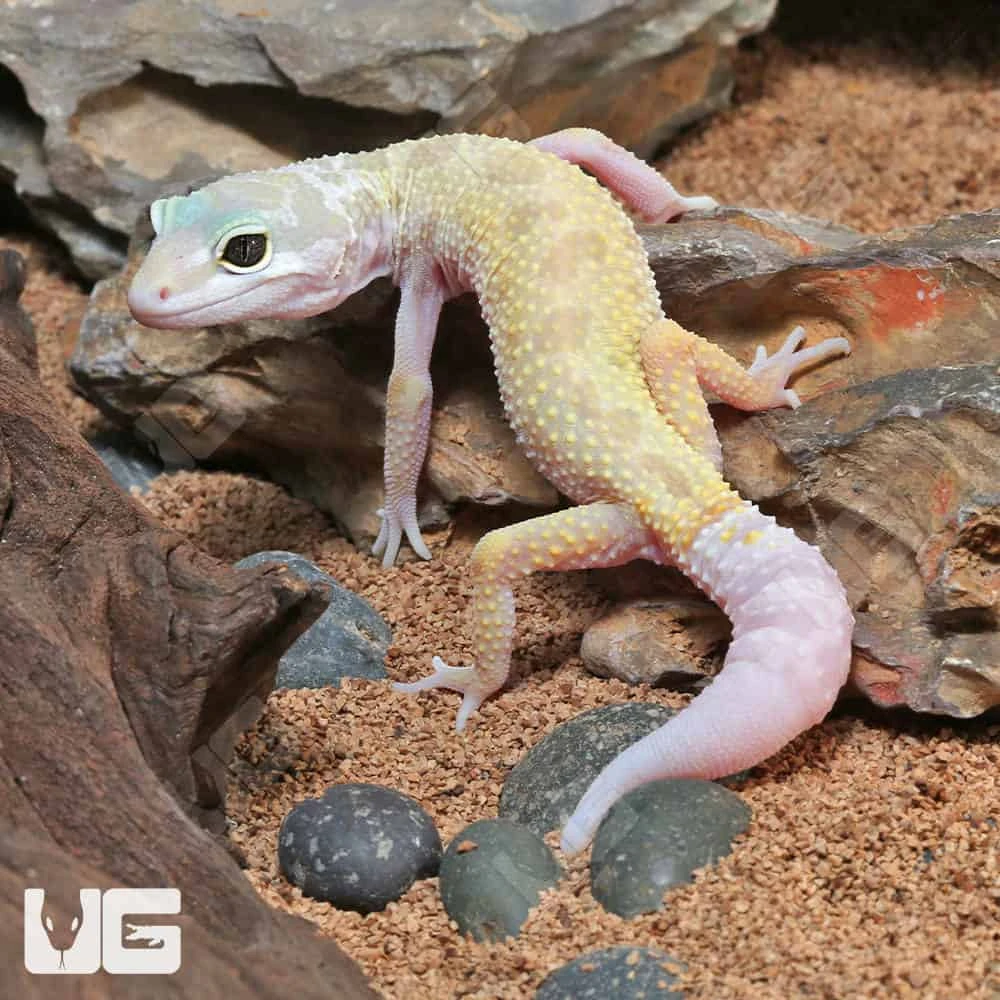 Juvenile Leucistic Leopard Gecko - Image 3