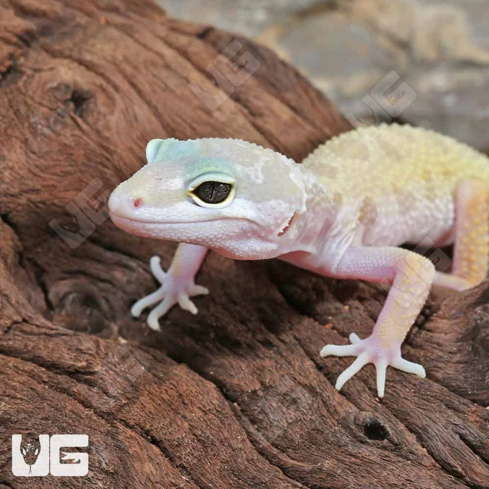 Juvenile Leucistic Leopard Gecko - Image 2