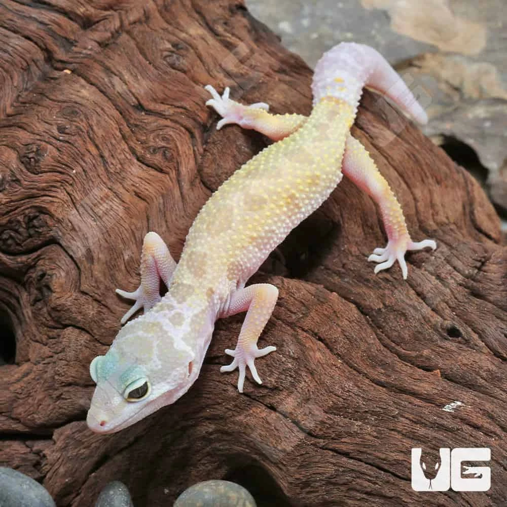 Juvenile Leucistic Leopard Gecko - Image 4