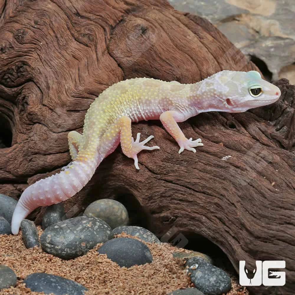 Juvenile Leucistic Leopard Gecko