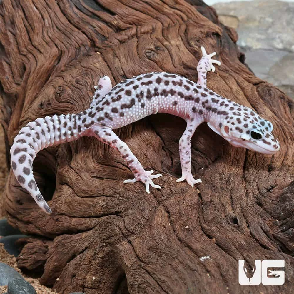 Juvenile Mack Snow Leopard Gecko - Image 3