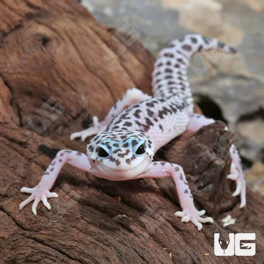 Juvenile Mack Snow Leopard Gecko - Image 2