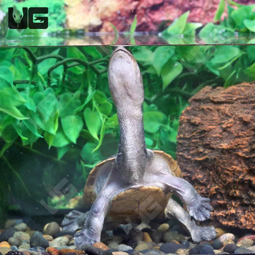 Juvenile Northern Snake Neck Turtle - Image 2