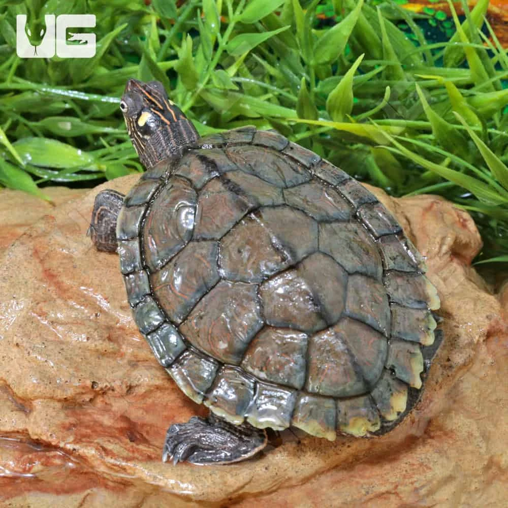 Juvenile Ouachita Map Turtle - Image 3
