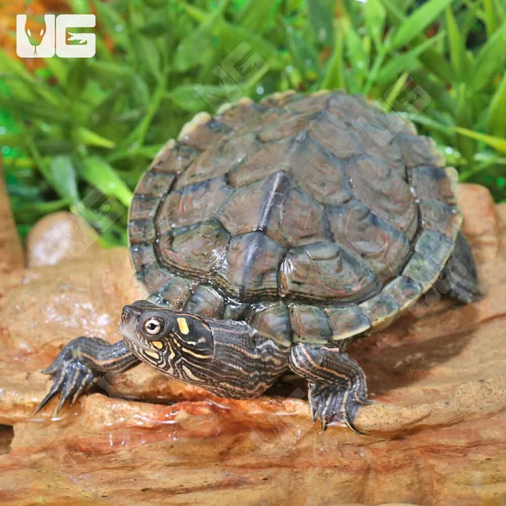 Juvenile Ouachita Map Turtle