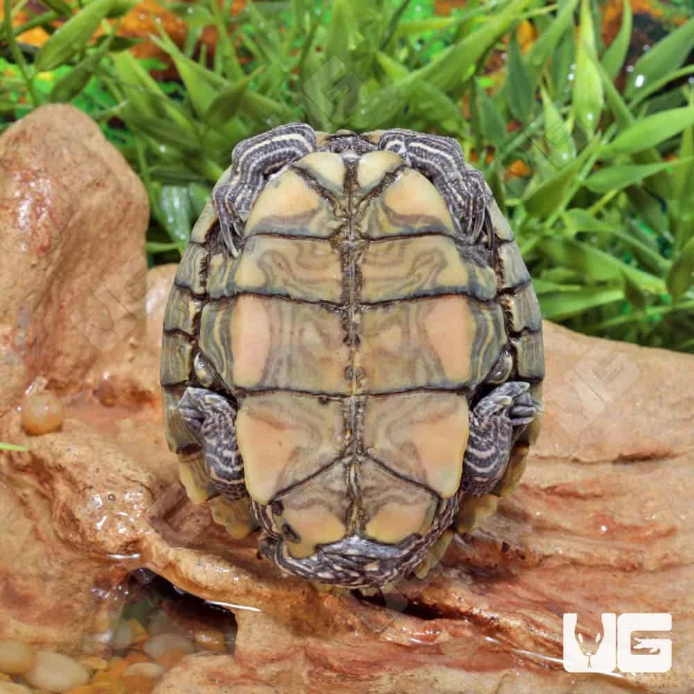 Juvenile Ouachita Map Turtle - Image 4