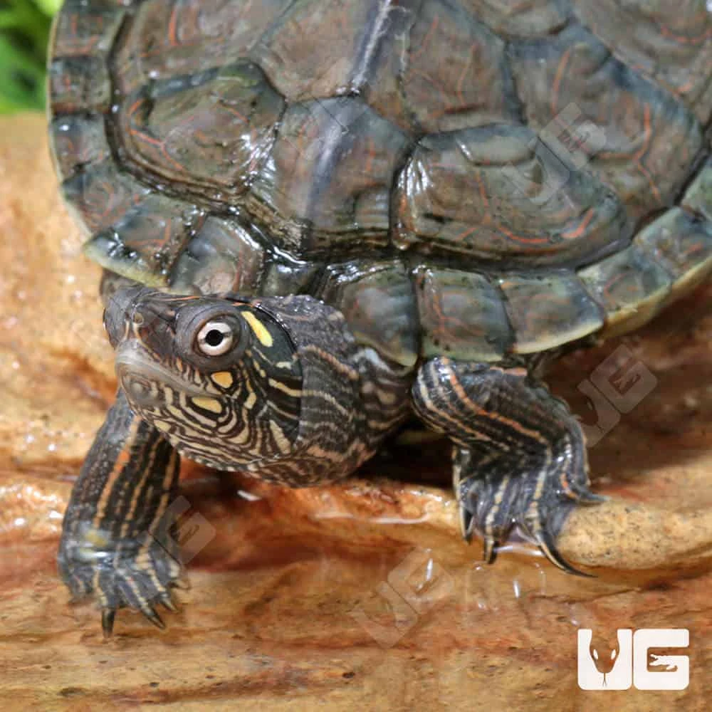 Juvenile Ouachita Map Turtle - Image 2