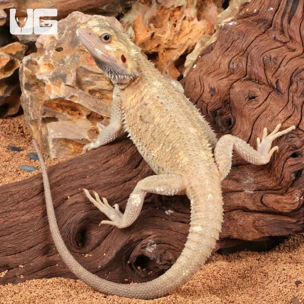 Juvenile Pied Bearded Dragon - Image 2