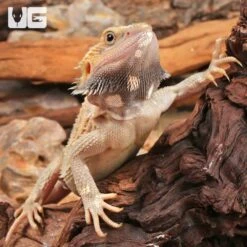 Juvenile Pied Bearded Dragon