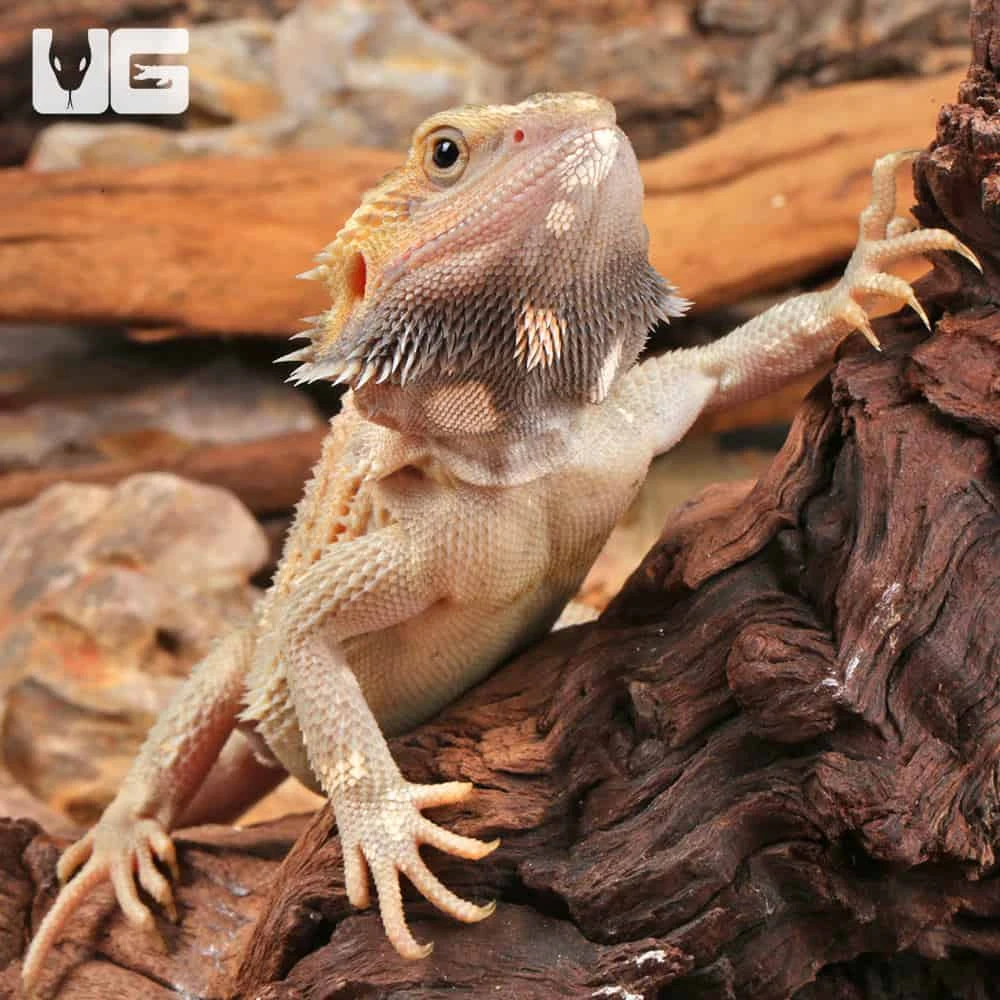 Juvenile Pied Bearded Dragon