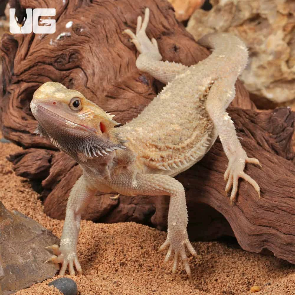 Juvenile Pied Bearded Dragon - Image 3