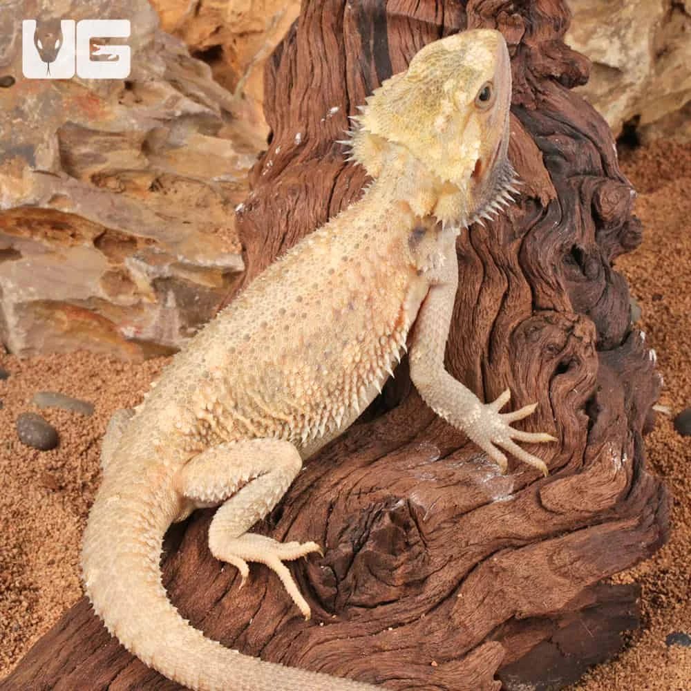 Juvenile Pied Bearded Dragon - Image 4